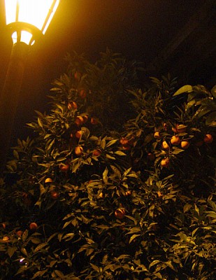 В Греции зимой есть все - даже апельсины на деревьях (фото cskabasket.com)